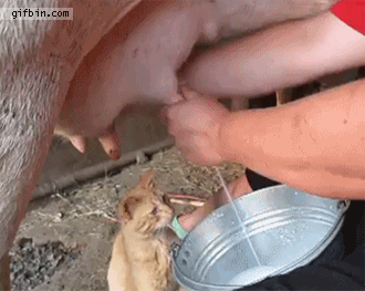 b67bbc0504bc6b61a30767b469678009.gif