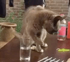 b990c833fc8e480c7d5b7496fb7c8aa8.gif
