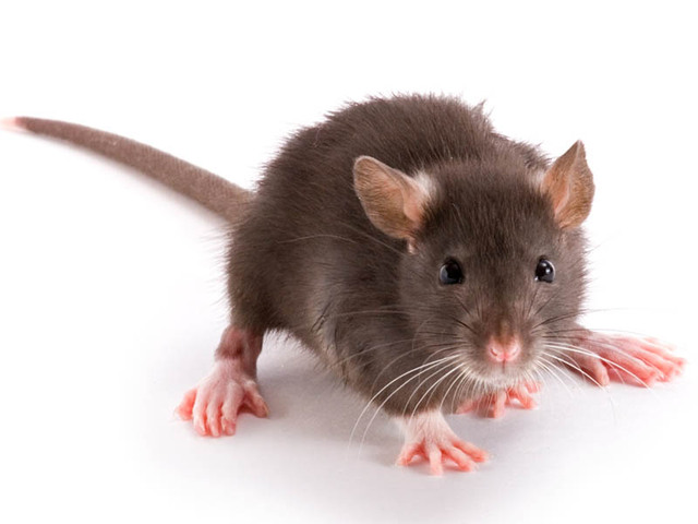 rat-1740.jpg