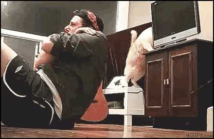 workout-cat.gif.8271a9324a591ae372d2ee4e85163eb1.gif