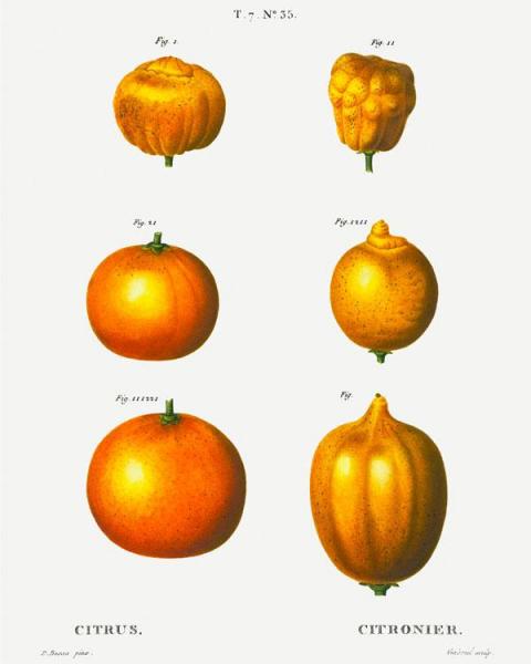citrus-Petit.jpg